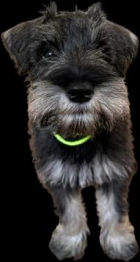 Bento, Head of QA (Snacks)