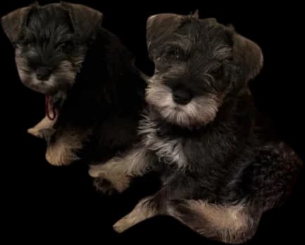Bento & Nori, Directors of Barketing